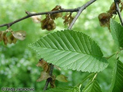 smoothleaf elm,ulmus minor,Elmسایه خوش، دارون، وارون، سده، پشه دار.